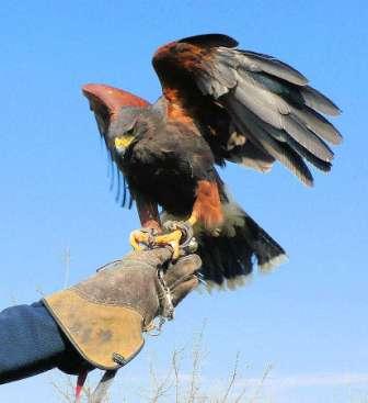 Poiana di Harris - Falconeria